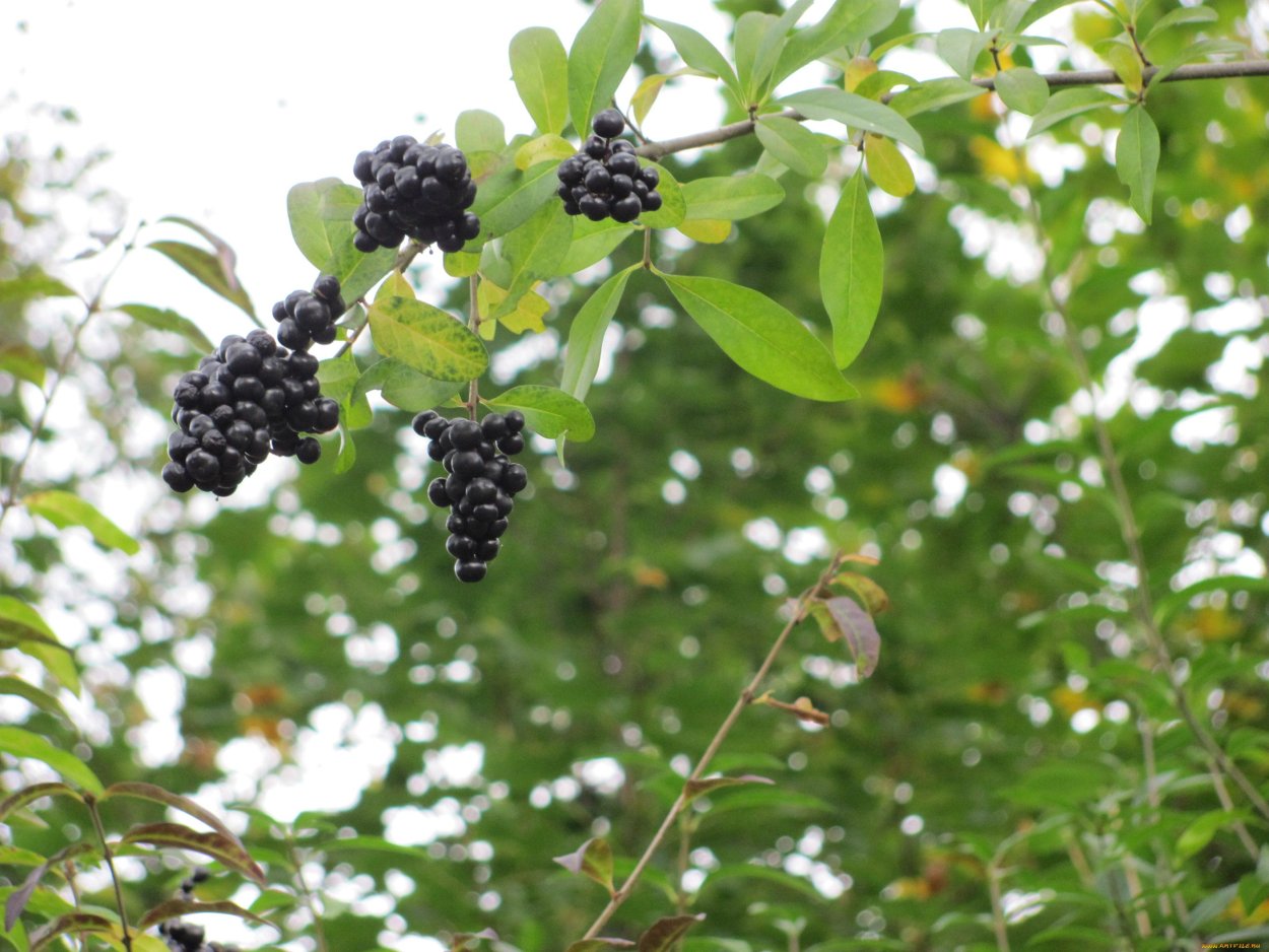 Черная ягода обои