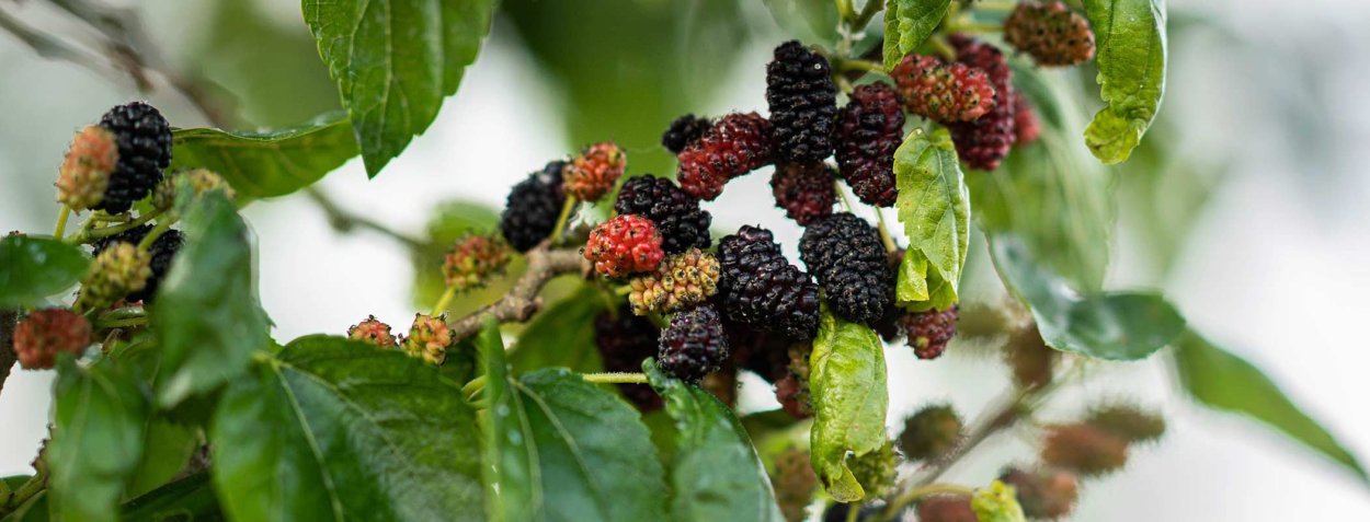 Тутовник дерево ветка