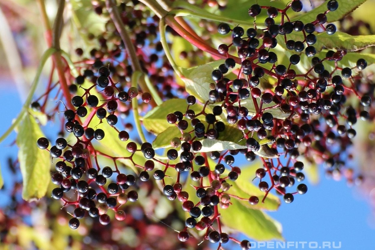 Кустарник с черными ягодами Краснодарский край