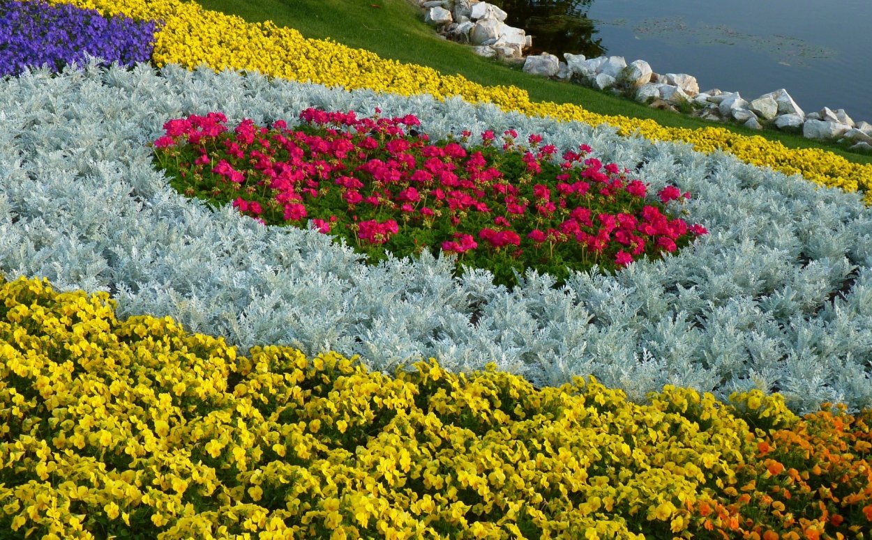 Арабеска многолетники