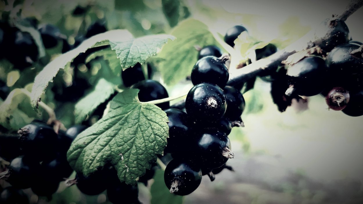 Ежевика тутовник шелковица