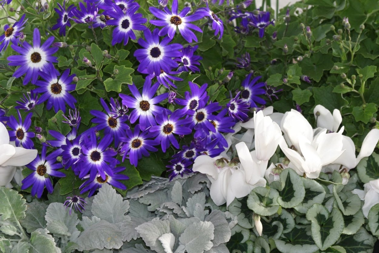 Цинерария цветок голубой