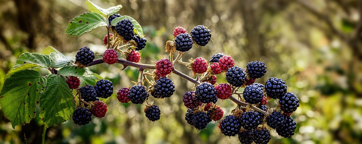 Арония Мичурина — Aronia mitschurinii