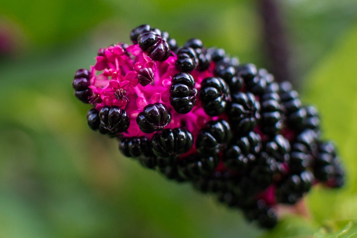 Голубика ежевика арония