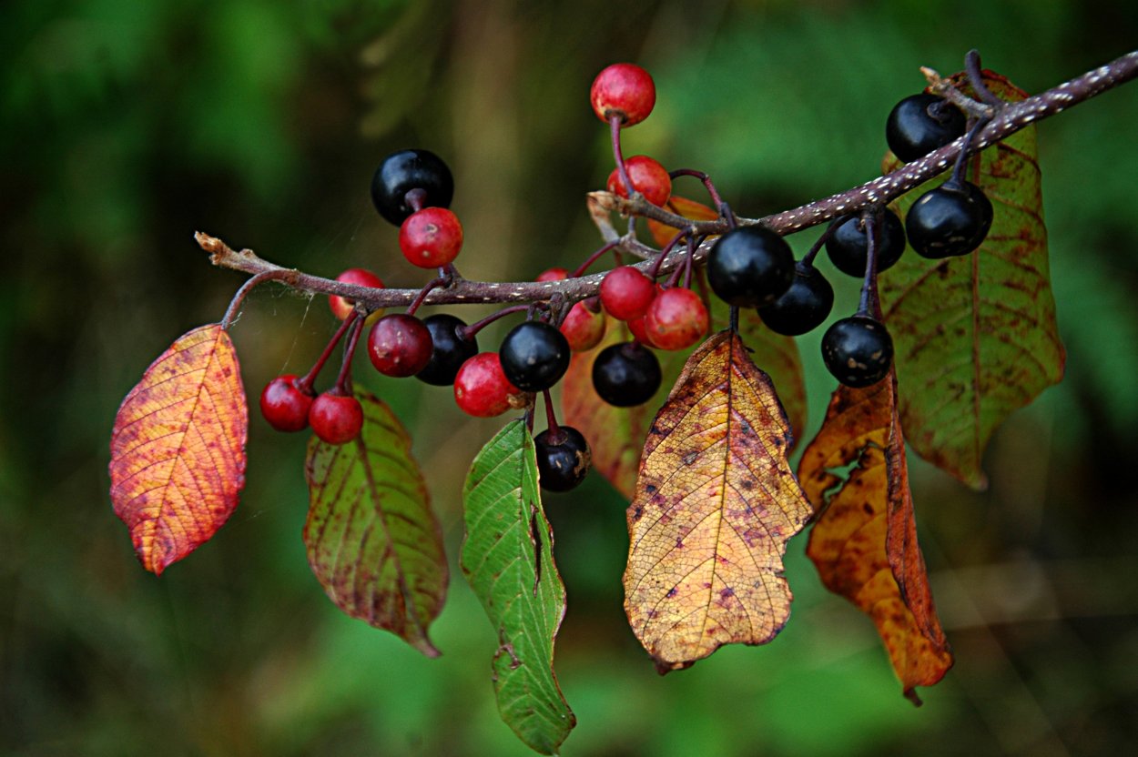 Крушина и ирга