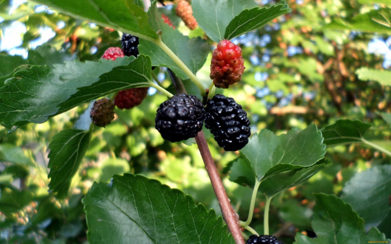 Смородина сеянец Софьи