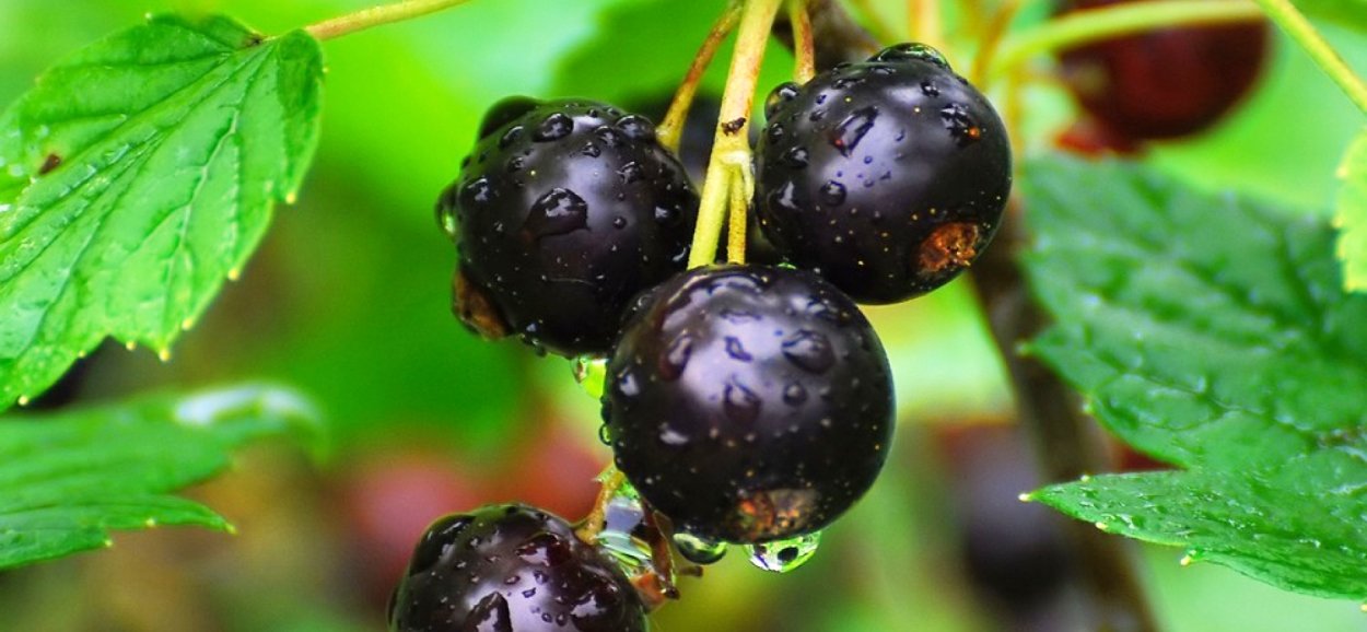 Лопарская ягода черная ягода