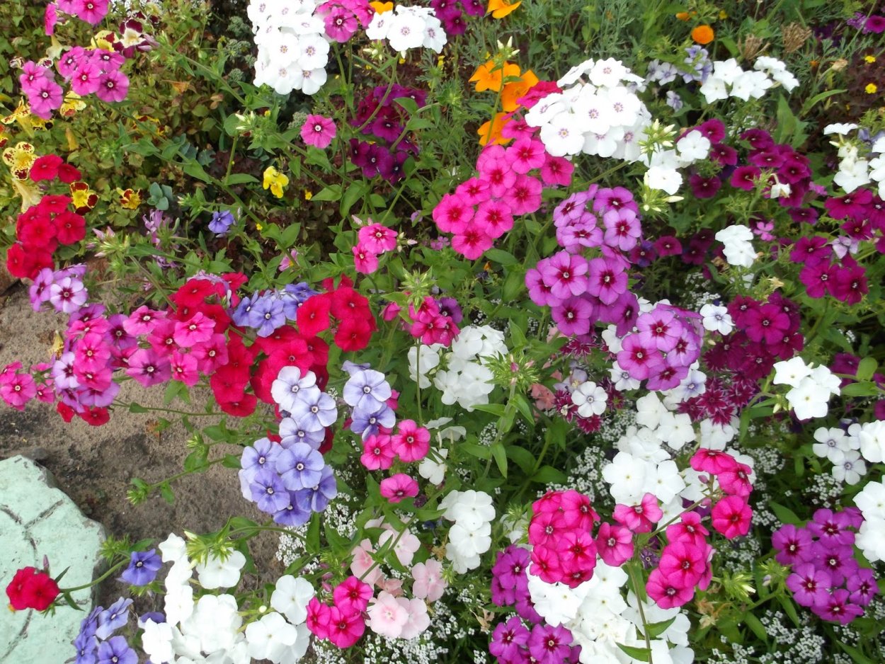 Вербена однолетник