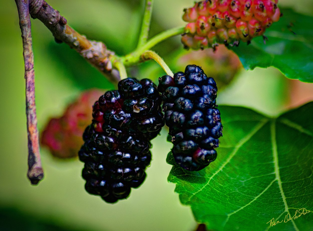 Черные ягоды Буш