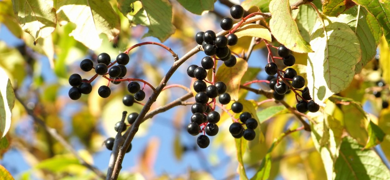 Крымская ягода ежевика