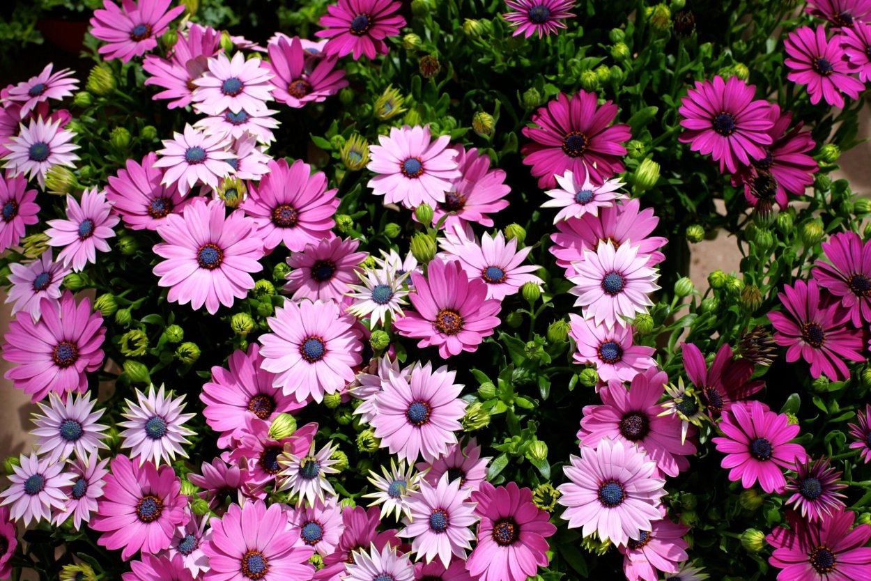 Крестовник изящный, цинерария изящная