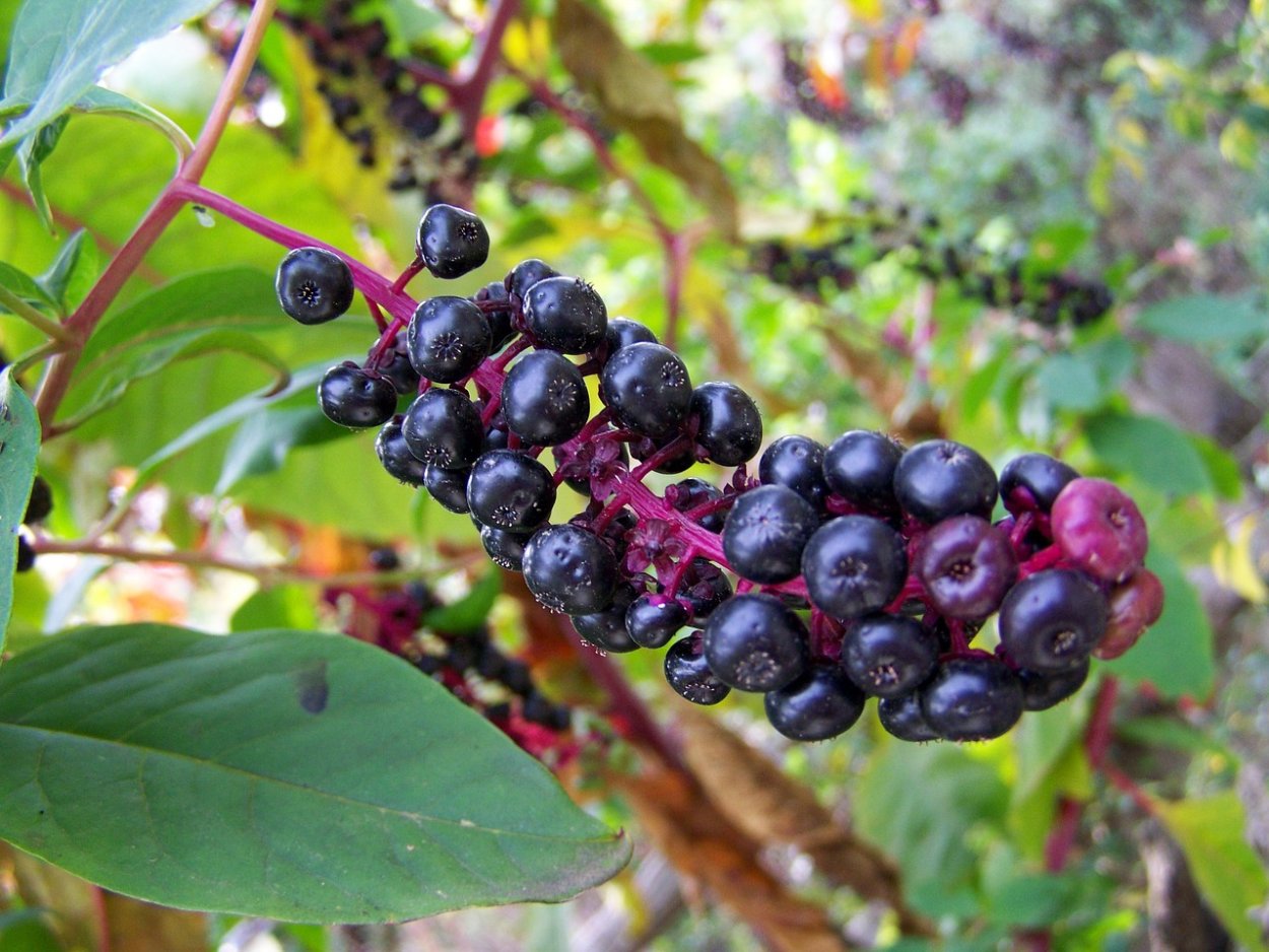 Ежевика кустистая