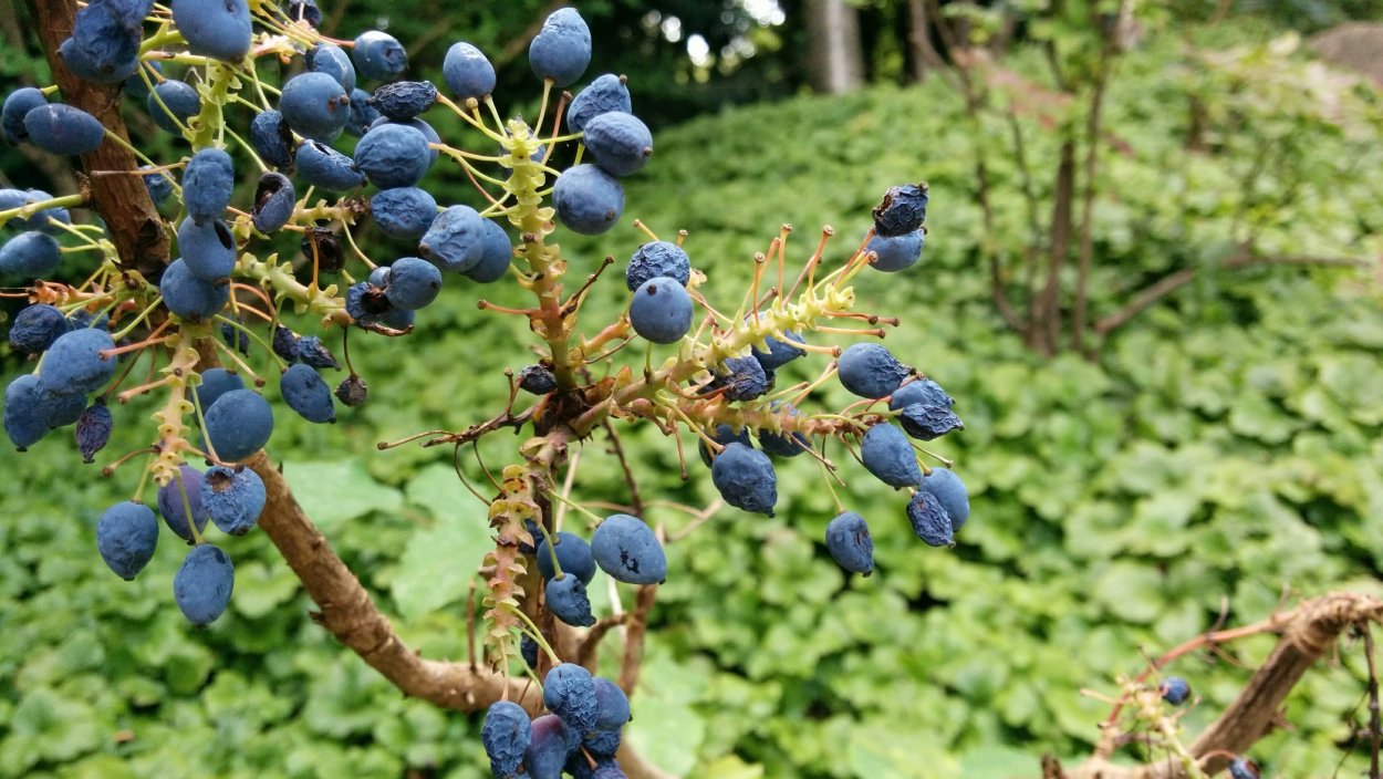 Калина красная Рябиновая веточка