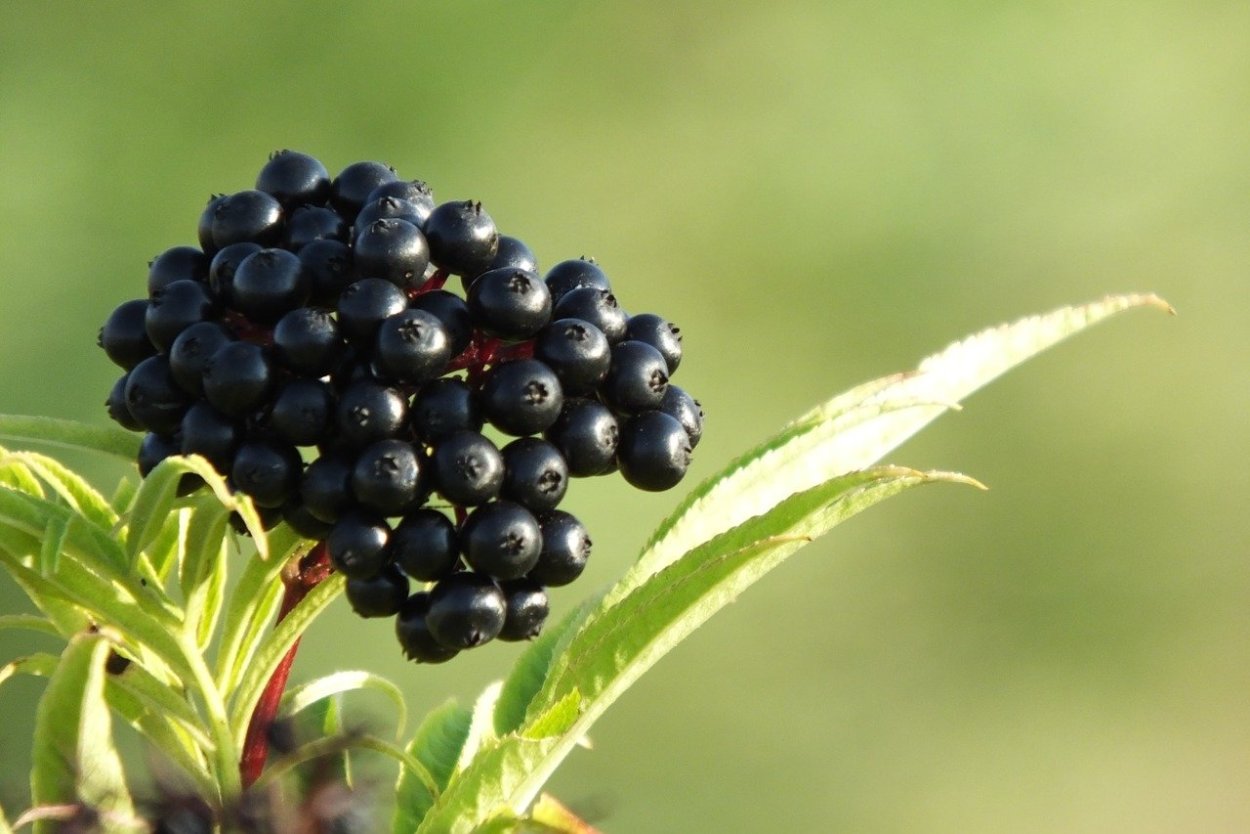 Плоды черники