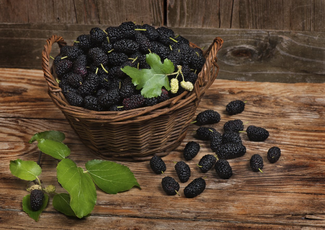 Жимолость ягода