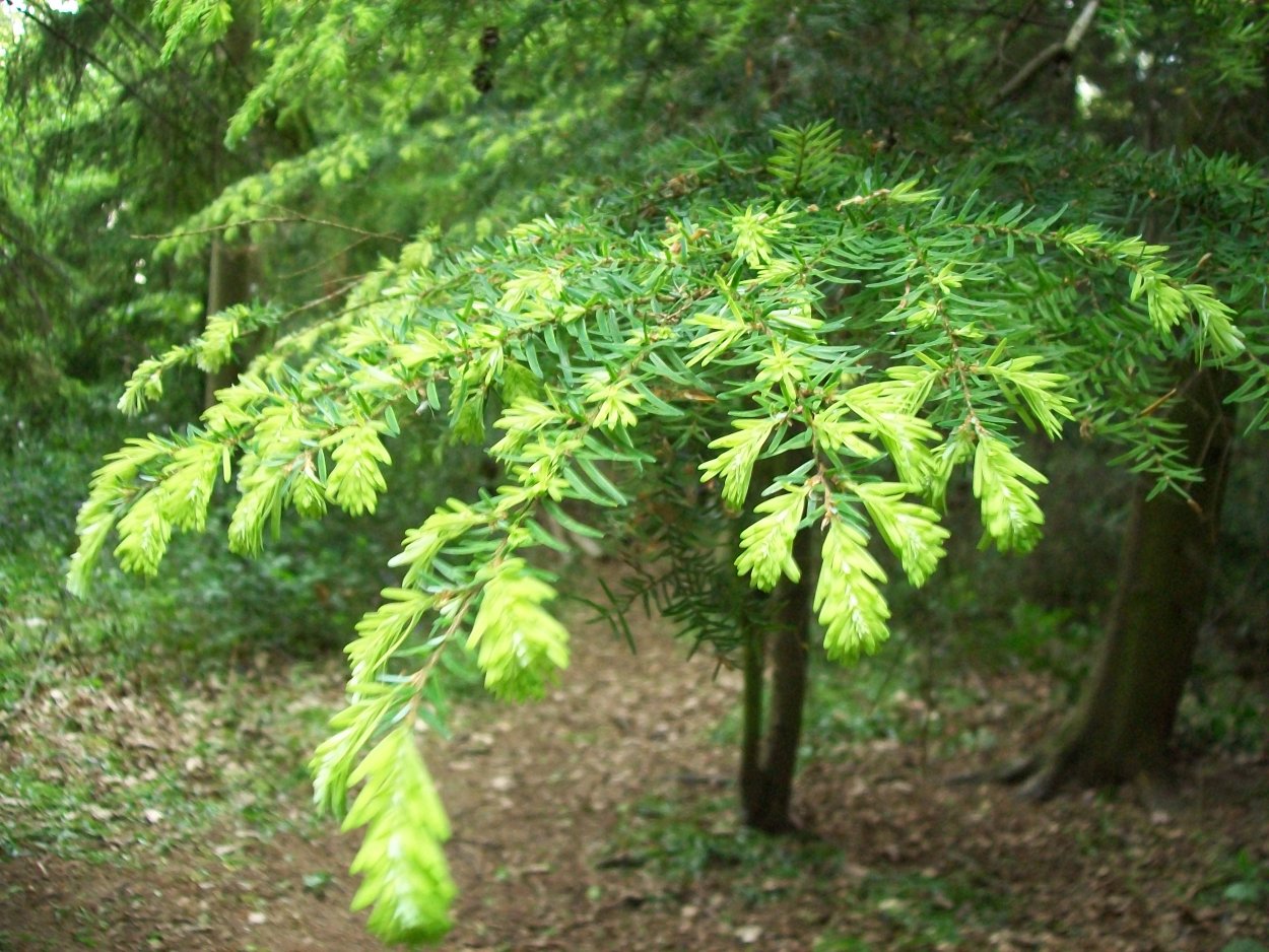Tsuga Woods Gold Leaf