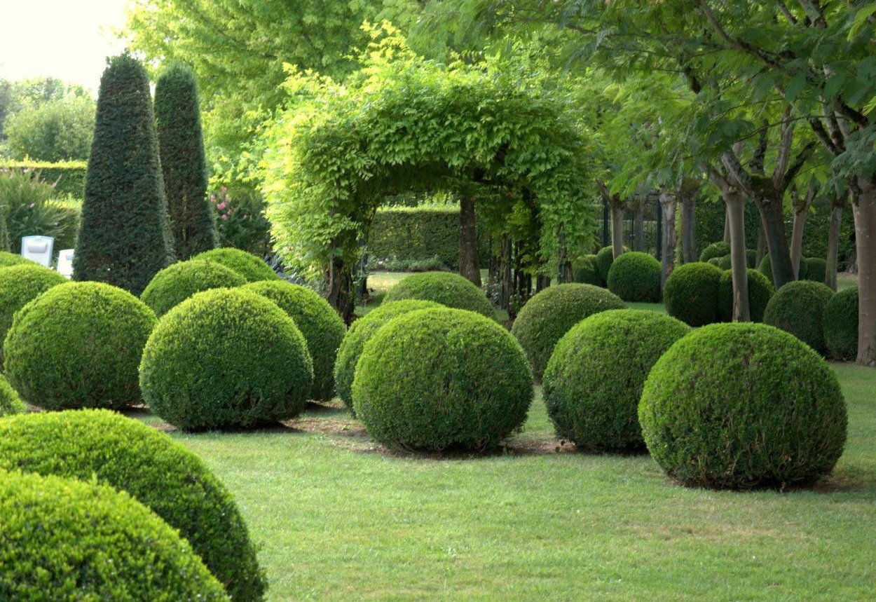 Самшит Лесной