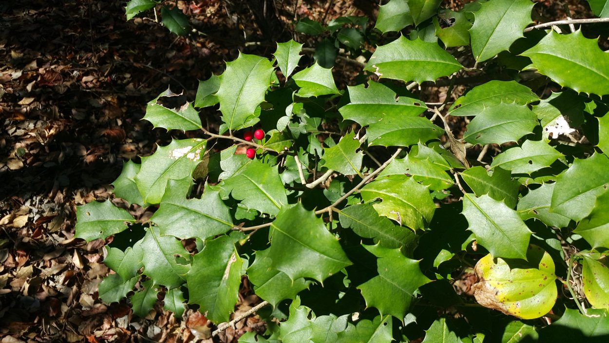 American Holly растение