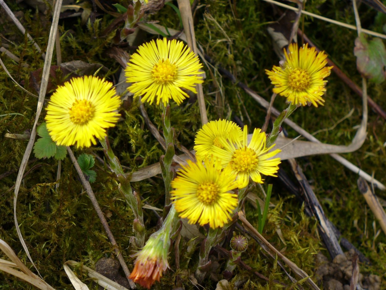 Мать-и-мачеха обыкновенная (Tussilago Farfara l.)
