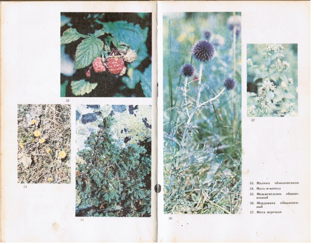 Лекарственные растения Южного Урала