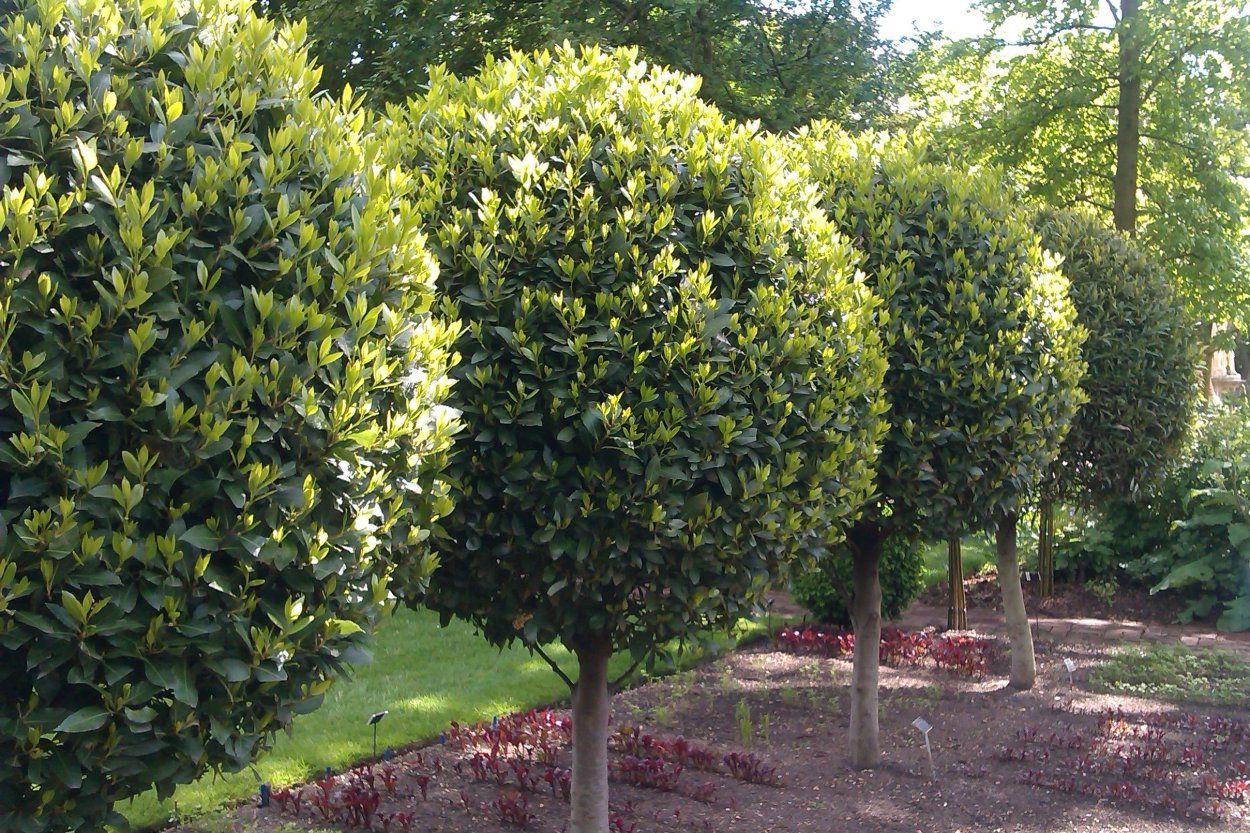 Лавр благородный (Laurus Nobilis)