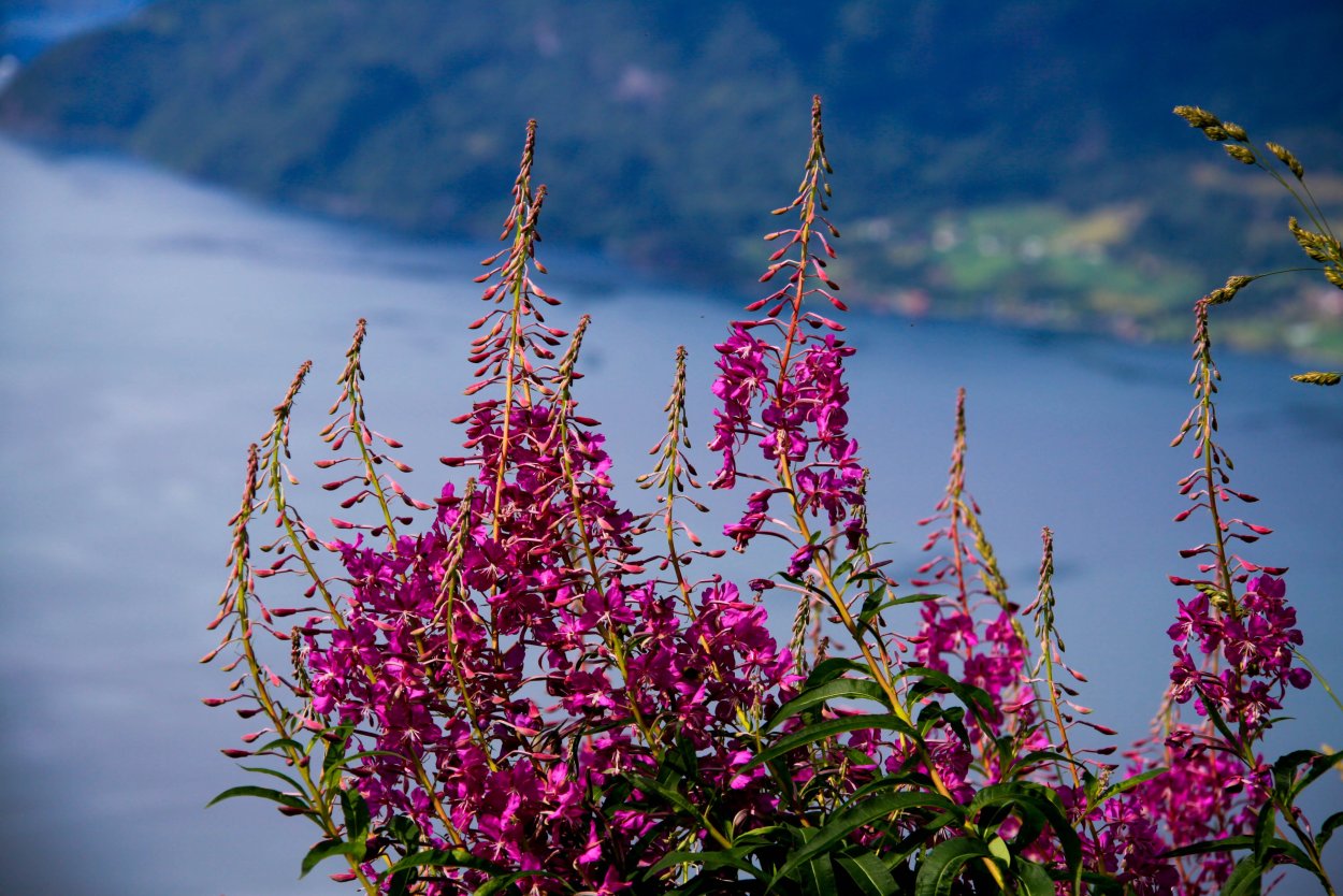 Иван-чай (кипрей)