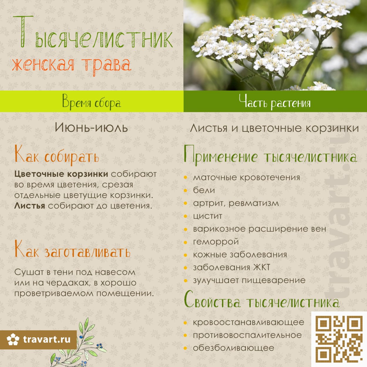 Тысячелистник трава противопоказания