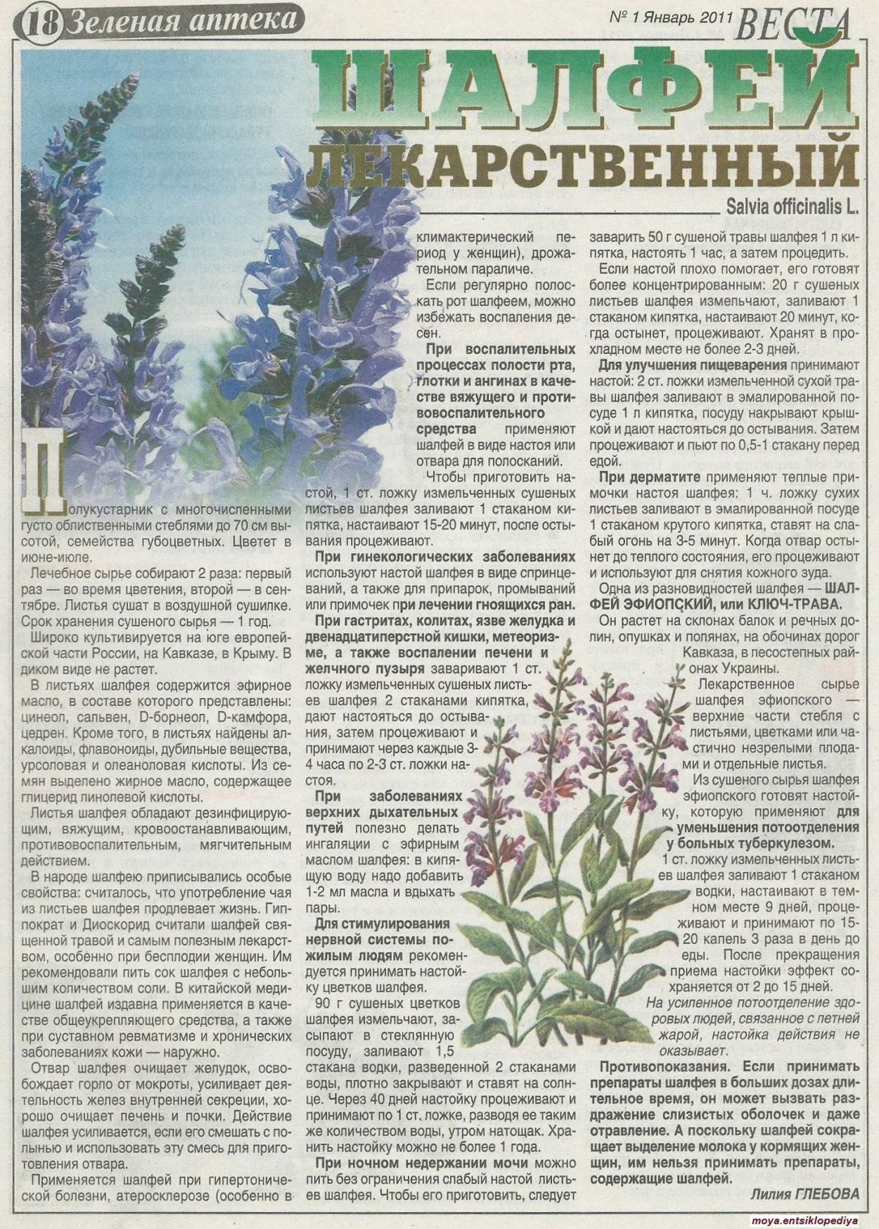 Шалфей лекарственный листья описание