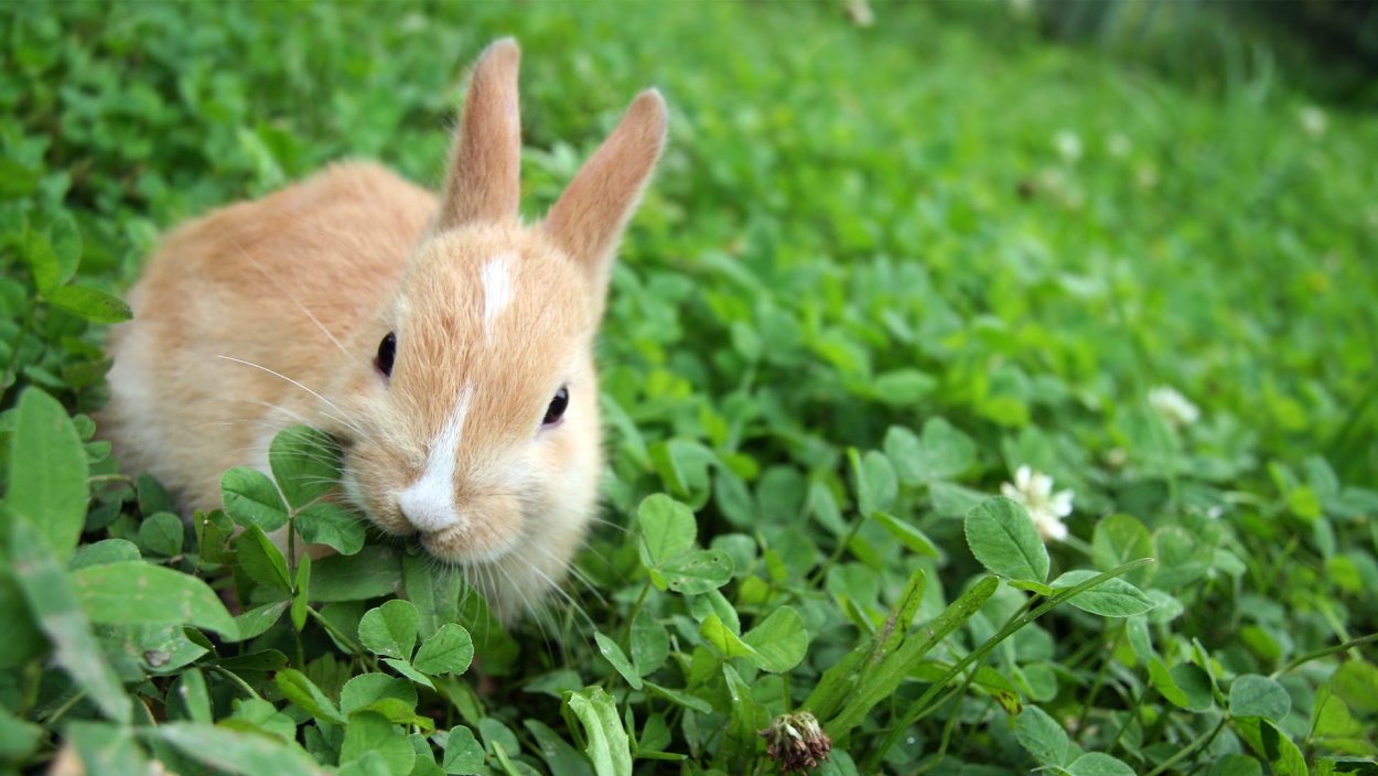 Кроличья трава