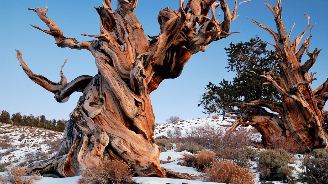 Сосна остистая межгорная Невада