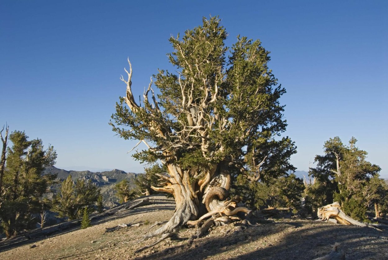 Очень старое дерево