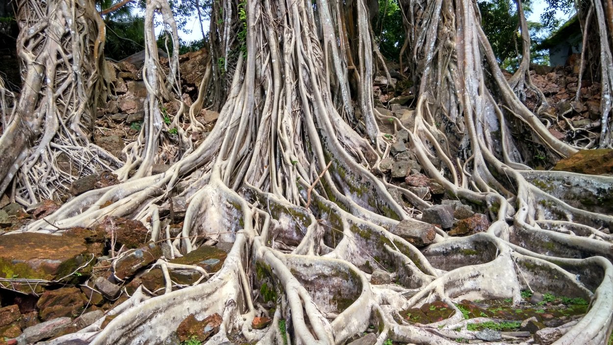 Самое древнее дерево на земле сосна Мафусаил