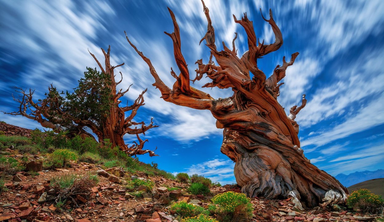 Сосна остистая межгорная Мафусаил