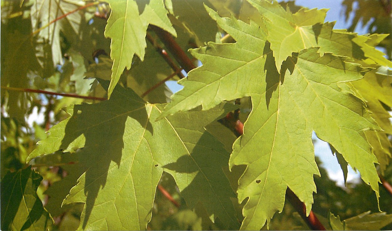 Клен серебристый черенками