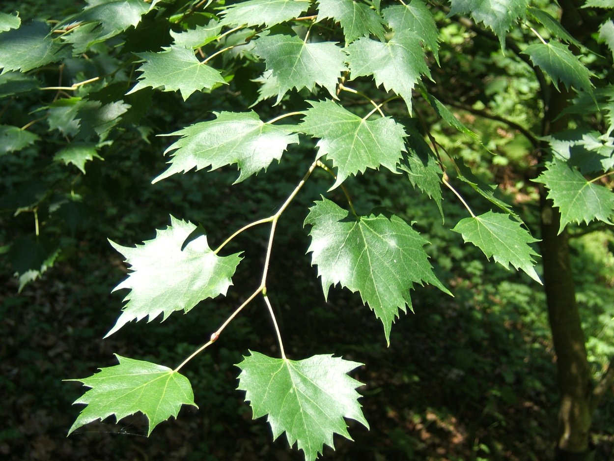 Tilia mongolica