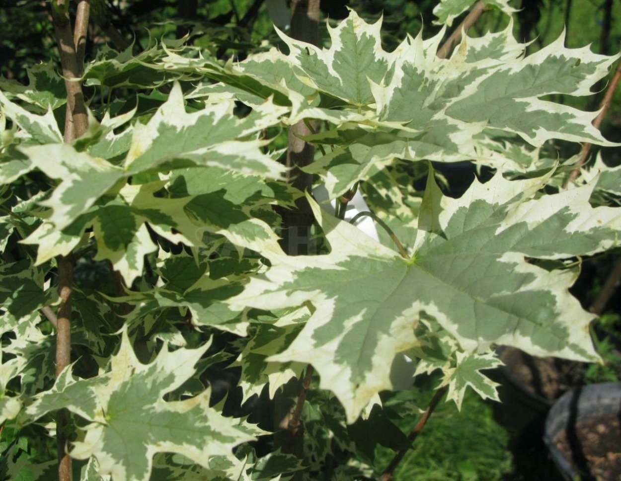 Филодендрон дваждыперисторассеченный