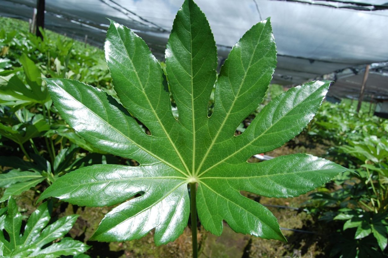Aralia, Fatsia растение