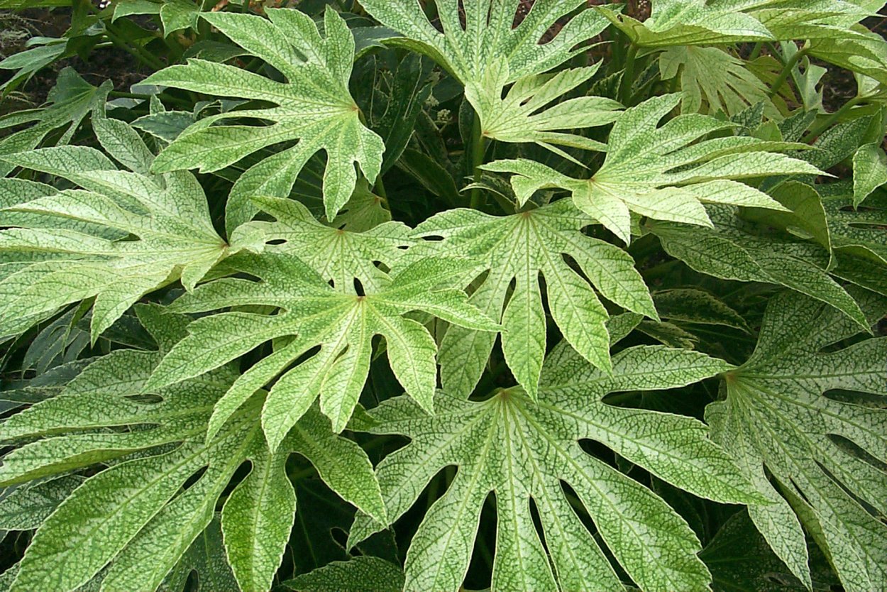 Клен серебристый Acer saccharinum