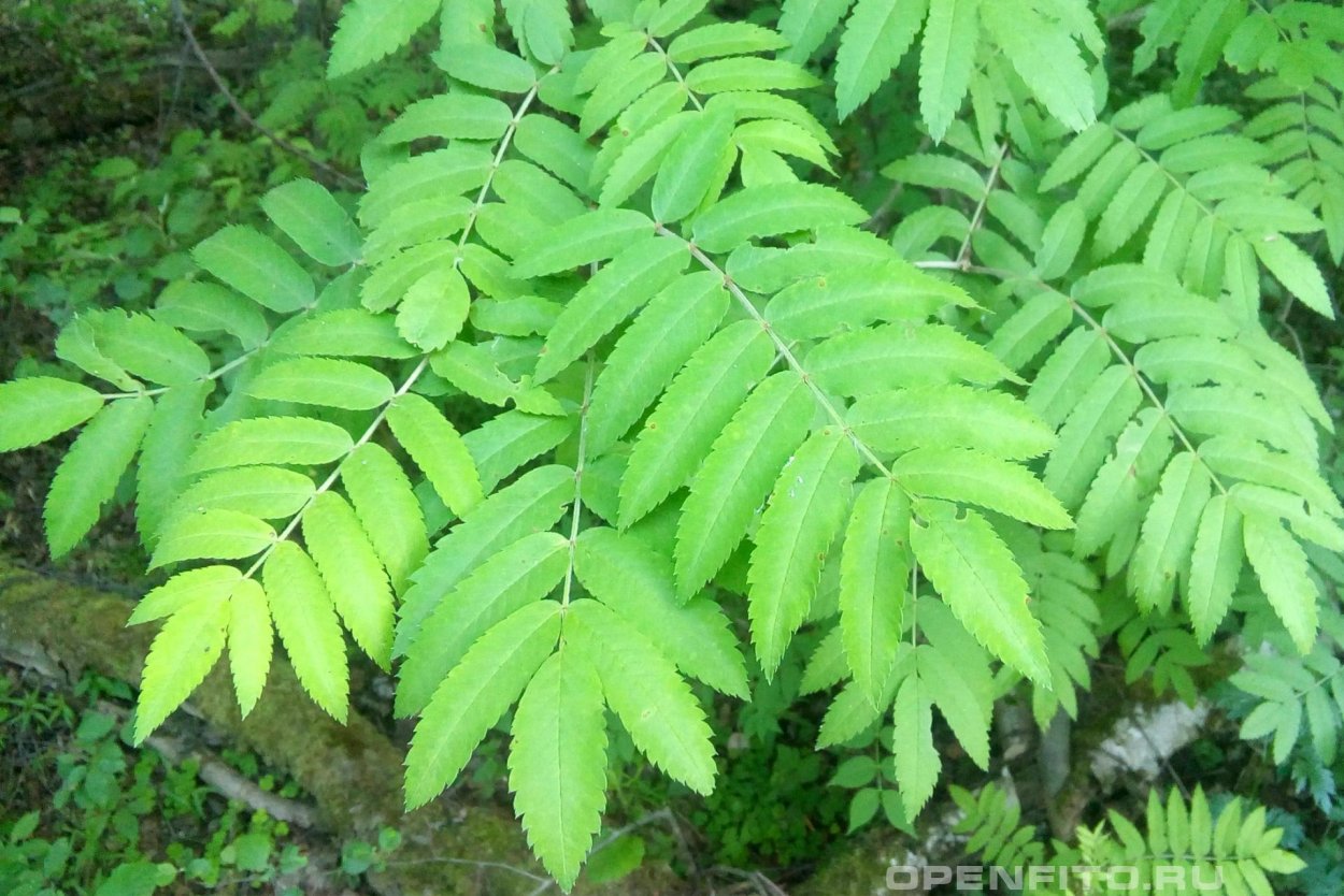 Листочек круглолистная рябина