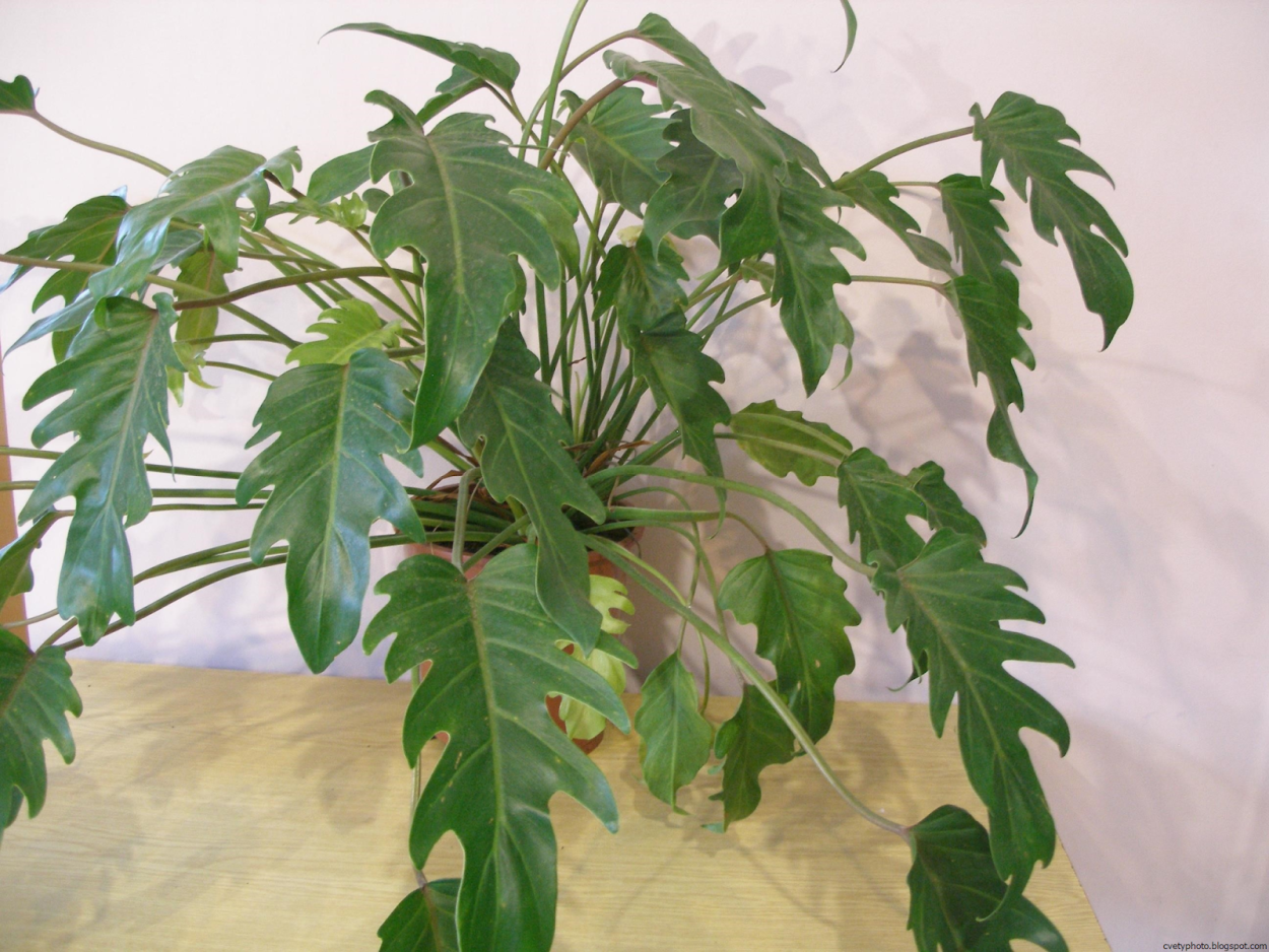 Мохнатой Филодендрон