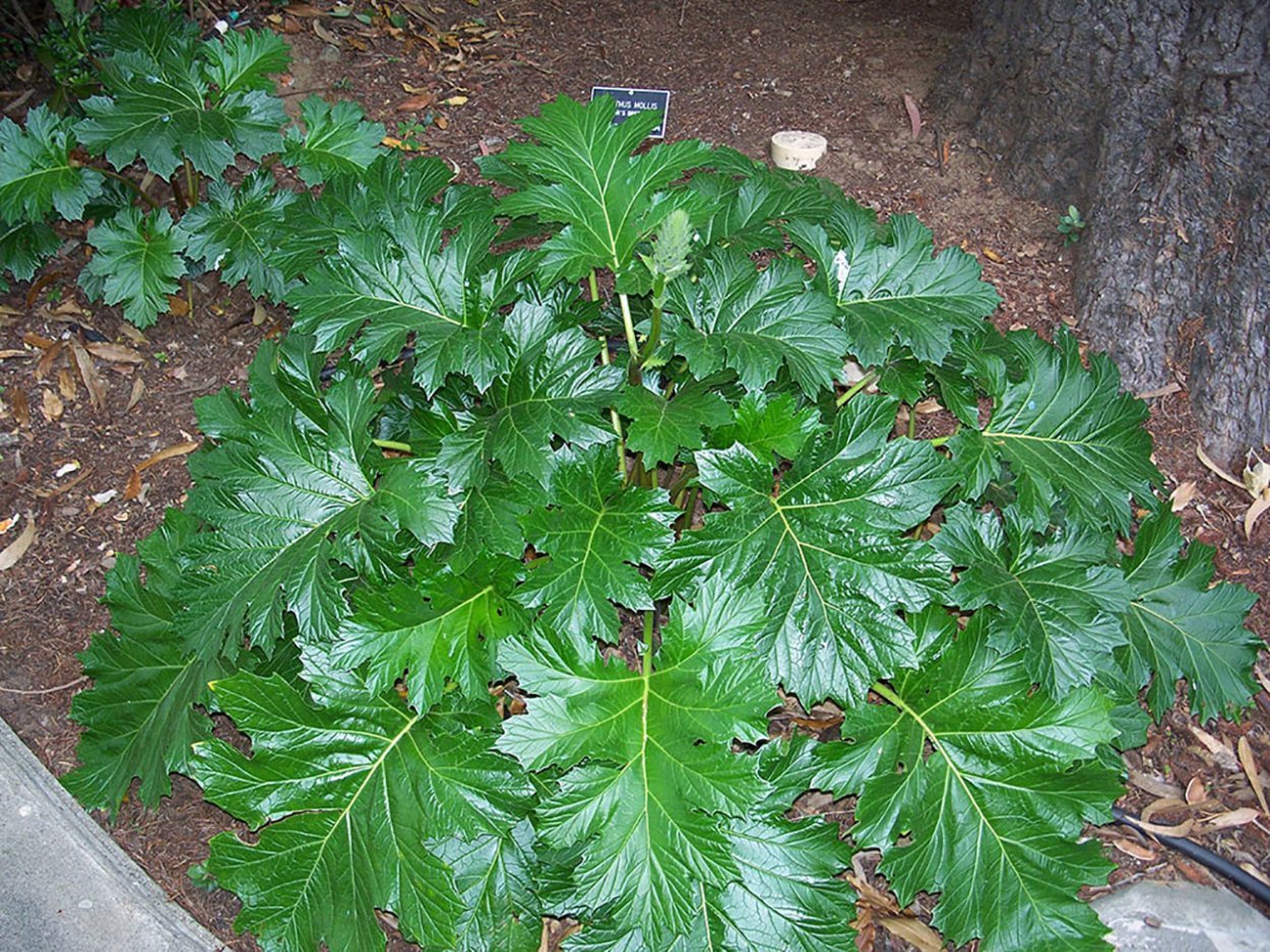 Acanthus mollis