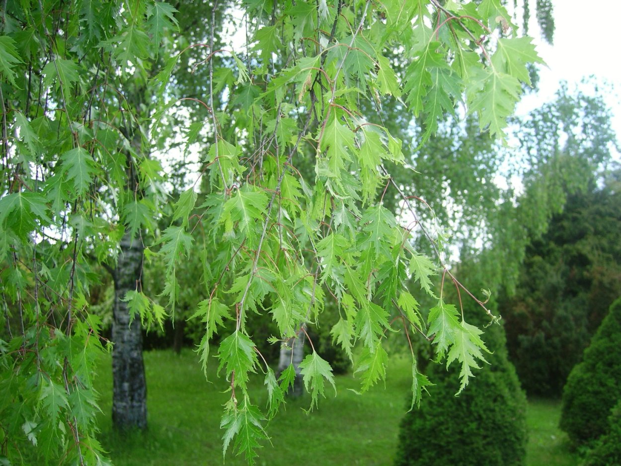 Фатсия вариегатная