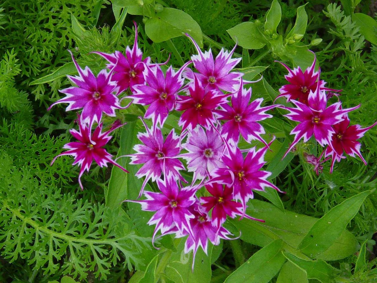 Однолетники для средней полосы России