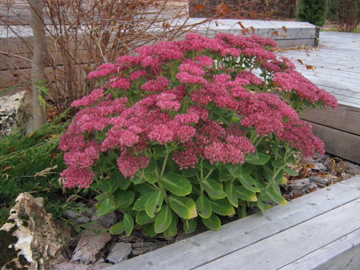 Растения для альпинария многолетники