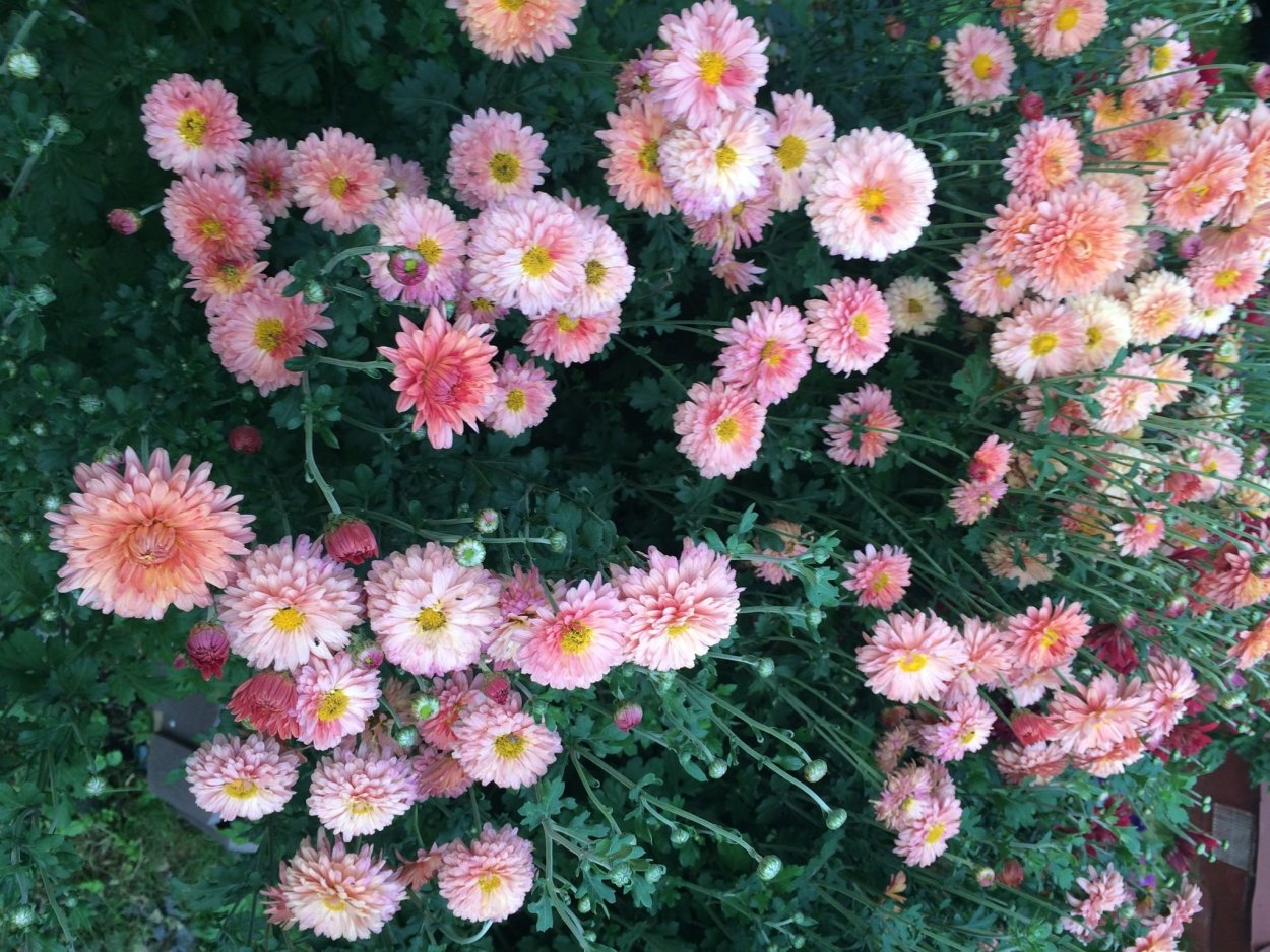 Хризантема корейская Медея