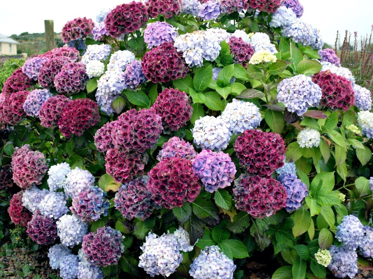 Цветы котовник,гелиотроп