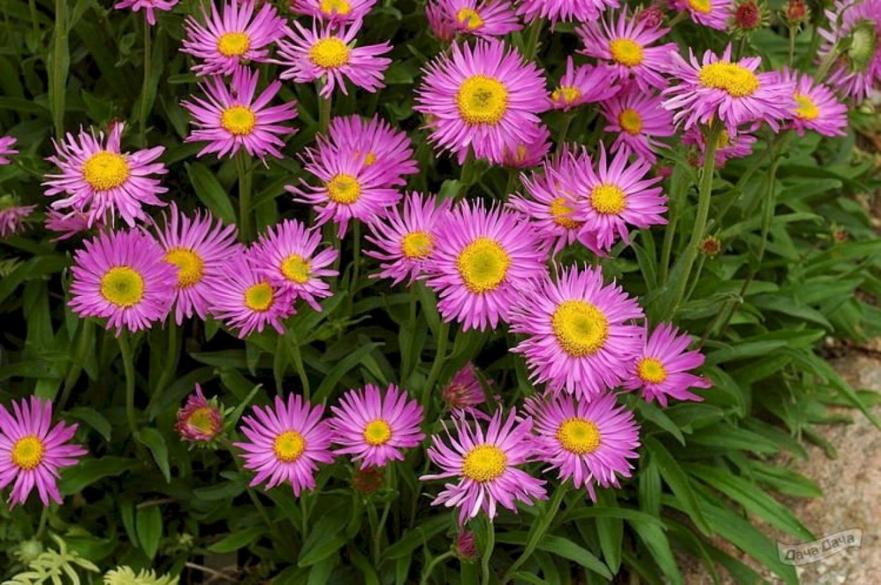 Астра Альпийская (Aster Alpinus)
