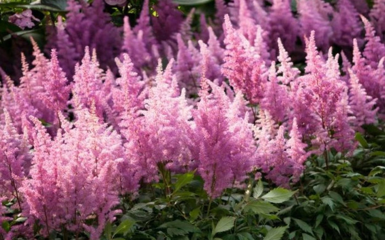 Астильба Меа