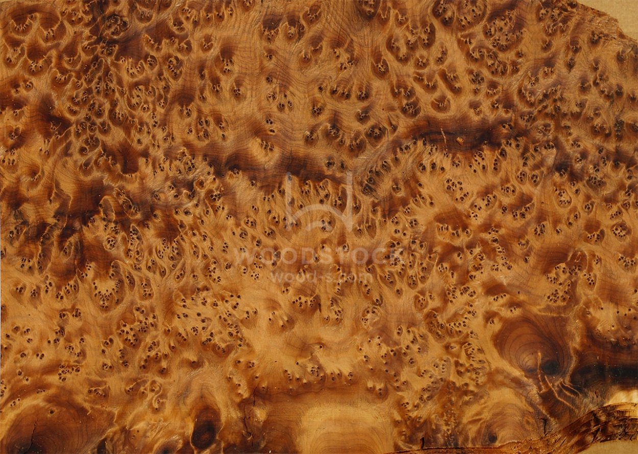 Шпон корень дорадо