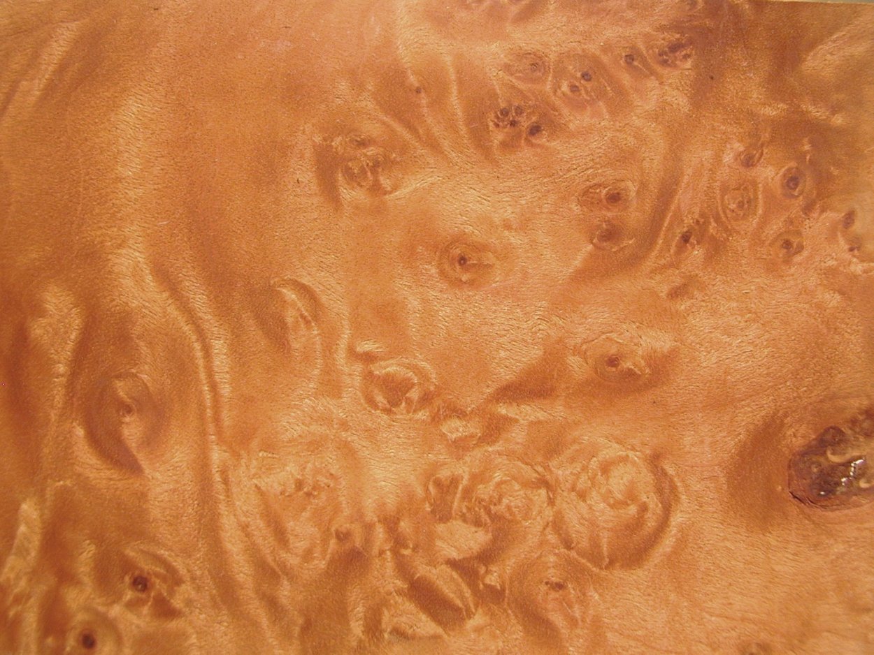 Карельская берёза птичий глаз